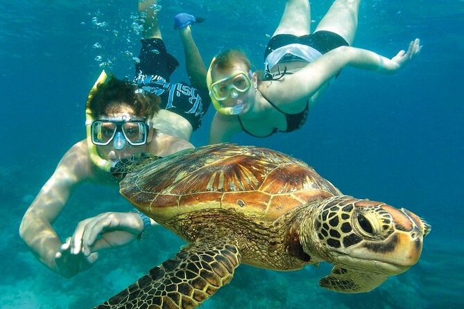 2 Hours Turtle Feeding, Shipwreck & Reef Snorkeling Tour Barbados - Timing, weather, and the practical details
