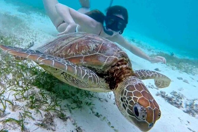 2 Hours Turtle Feeding, Shipwreck & Reef Snorkeling Tour Barbados - Who will enjoy this boat trip most