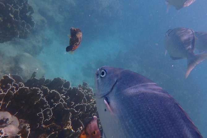 5-Hour Small-Group Catamaran Cruise from Bridgetown with Lunch - Reef or shipwreck snorkeling depends on conditions