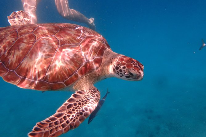 5-Hour Small-Group Catamaran Cruise from Bridgetown with Lunch - What to bring and how to prepare