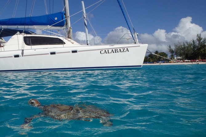 5-Hour Small-Group Catamaran Cruise from Bridgetown with Lunch - The turtle stop is the morning highlight