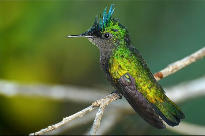 Barbados Bird Watching Experience (Transport Included) - Chancery Lane Swamp and its seasonal rhythm