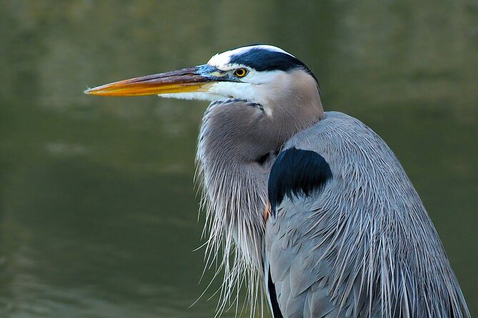 Barbados Bird Watching Experience (Transport Included) - What the small group changes