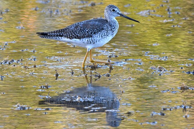 Barbados Bird Watching Experience (Transport Included) - Transport, timing, and what the $140 covers