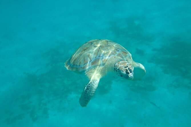 Barbados Catamaran Snorkel Cruise with Open Bar - The open bar and the real value of $85