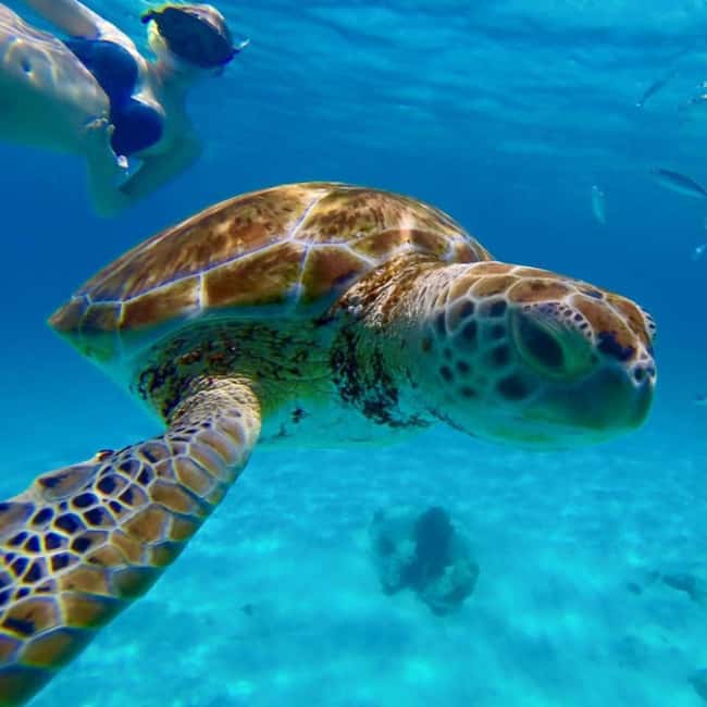 Barbados: Catamaran Tour with Snorkeling and Lunch - Setting out from Bridgetown on El Tigre