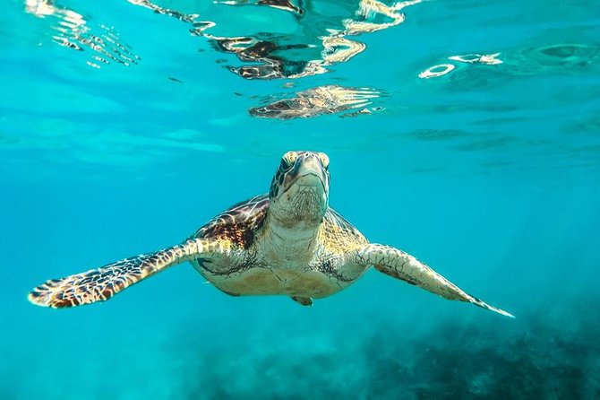 Barbados Catamaran Turtle and Shipwreck Snorkeling Cruise - Quick take: what makes this cruise worth considering