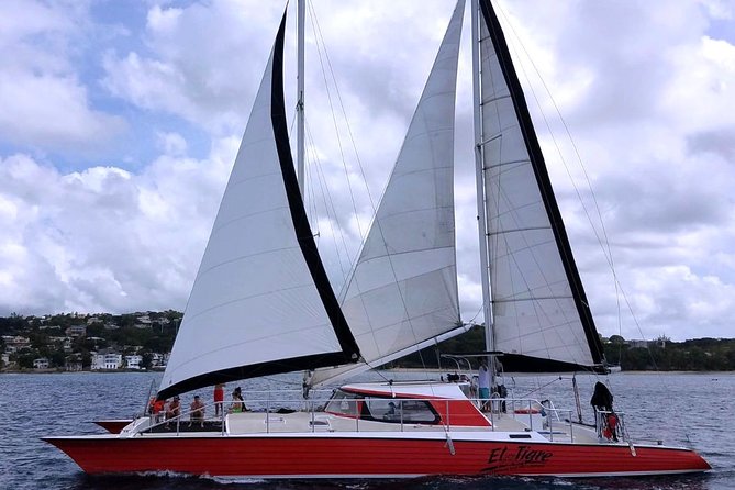 Barbados Catamaran Turtle and Shipwreck Snorkeling Cruise - Should you book the El Tigre cruise?
