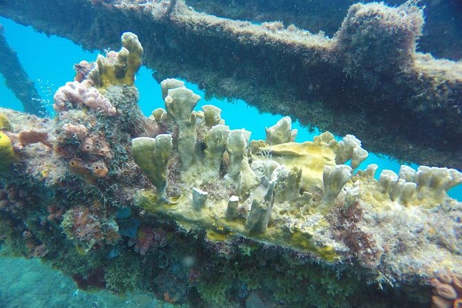 Barbados Harrison's Cave Tram Tour and Boat Cruise Snorkel Adventure - Tranquility Cruises and the turtle stop