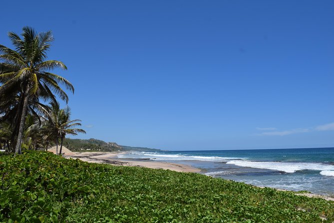 Barbados Island Highlights Half-Day Tour - Key points to know before you book