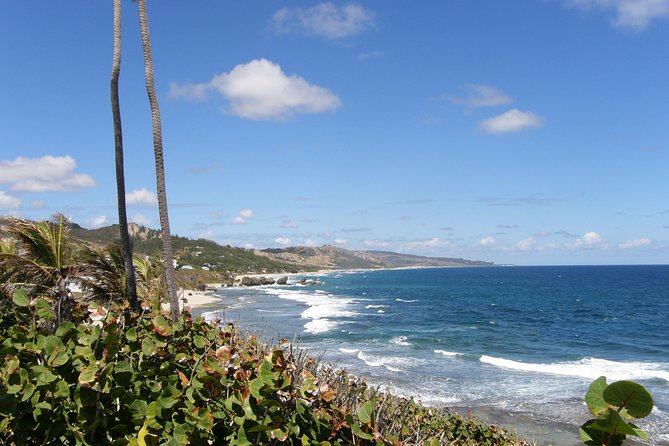 Barbados Island Tour, Monkey feeding & Swimming with the Turtles - Is $147 a fair price?