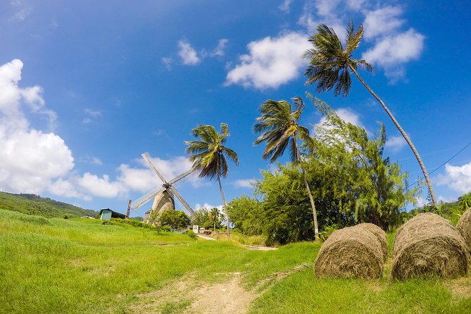 Barbados Island Tour, Monkey feeding & Swimming with the Turtles - Who should book this Barbados excursion?