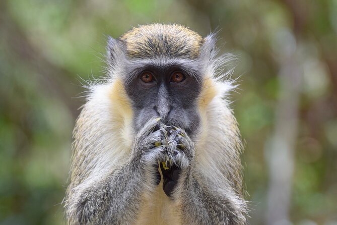 Barbados Island Tour, Monkey feeding & Swimming with the Turtles - Should you book it?