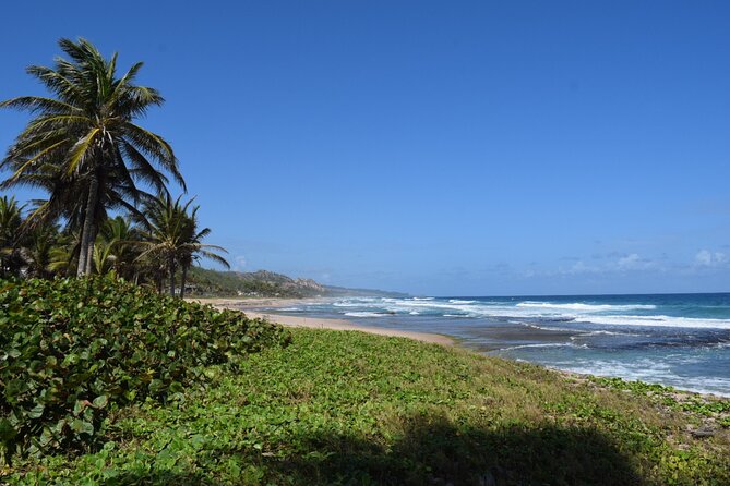 Barbados Paradise Tour with Hotel Transfers - Why this tour works as a first look at Barbados