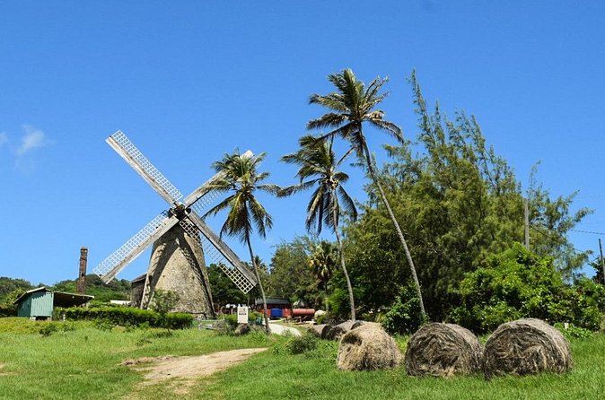 Barbados Shore Excursion: Bajan Highlights - The Garrison Savannah and Bridgetown’s military past