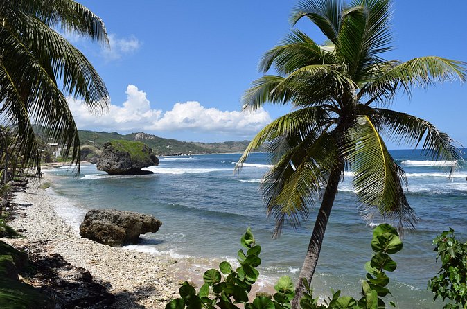Barbados Shore Excursion Island Tour and Snorkel Cruise - The Garrison Savannah and the historic coast