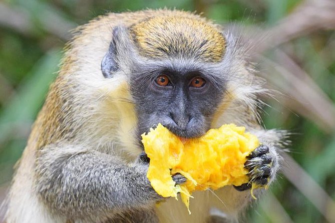Barbados Shore Excursion: Wildlife Encounter and Beach Day - Key points to know before booking