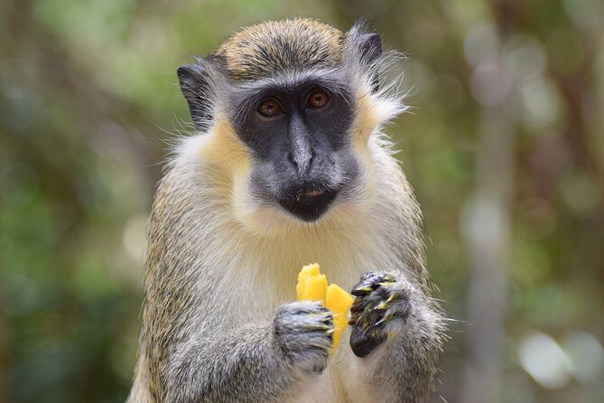 Barbados Shore Excursion: Wildlife Encounter and Beach Day - Why this Barbados shore excursion works well
