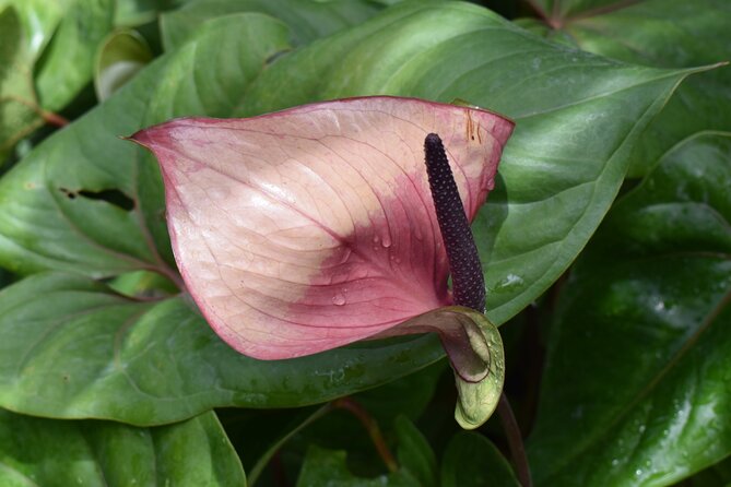 Barbados Small-Group Garden & Wildlife Half-Day Tour - Lunch: confirm exactly what your departure includes