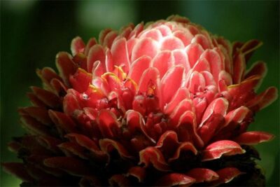 Barbados Small-Group Garden & Wildlife Half-Day Tour