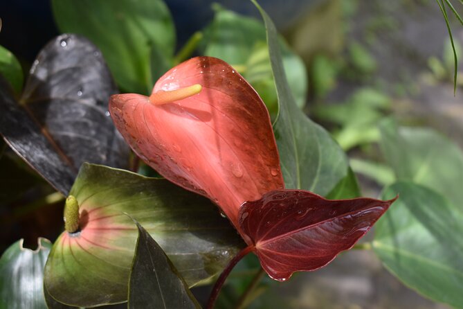 Barbados Small-Group Garden & Wildlife Half-Day Tour - What the $88 price really buys you