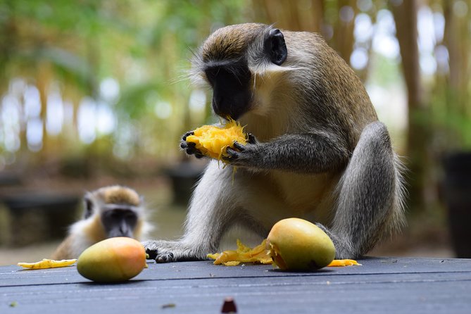 Barbados Small-Group Garden & Wildlife Half-Day Tour - Who will enjoy this tour most