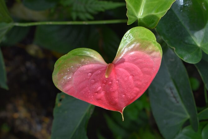 Barbados Small-Group Garden & Wildlife Half-Day Tour - Booking details that can prevent trouble