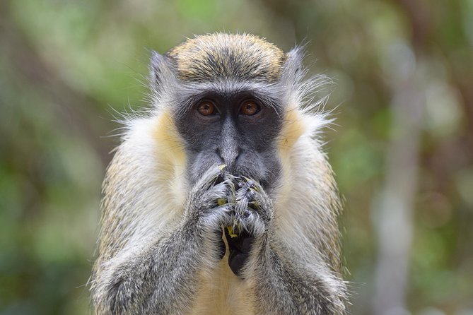 Barbados Small-Group Monkey Feeding Experience - North Point and Animal Flower Cave are separate choices