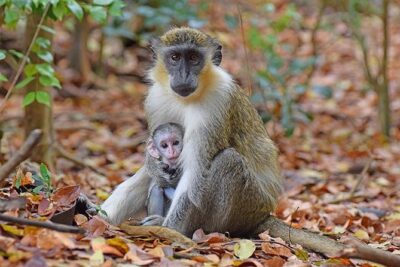 Green monkeys, feeding time