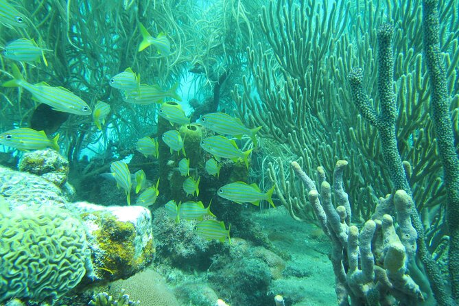 Barbados Snorkeling and Sailing Adventure for Small Groups - Sea turtles and the first snorkeling stop