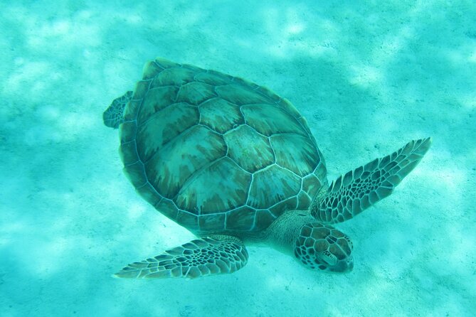 Barbados Snorkeling and Sailing Adventure for Small Groups - Shipwrecks, fish, and what you actually see underwater