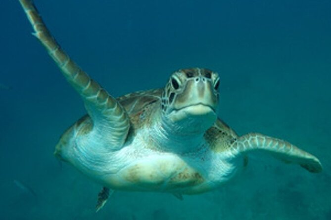Barbados Sunset and Snorkeling Catamaran Cruise - Back aboard for canapés and an open bar