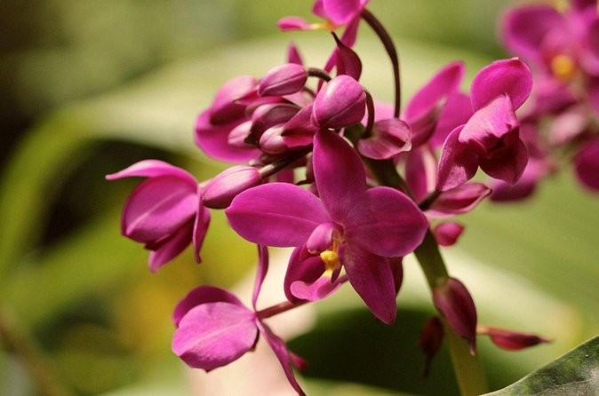Breathtaking Wonders - Harrisons Cave and Hunte's Gardens - Should you book Harrison’s Cave and Hunte’s Gardens?