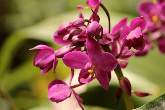 Breathtaking Wonders - Harrisons Cave and Hunte's Gardens - FAQ