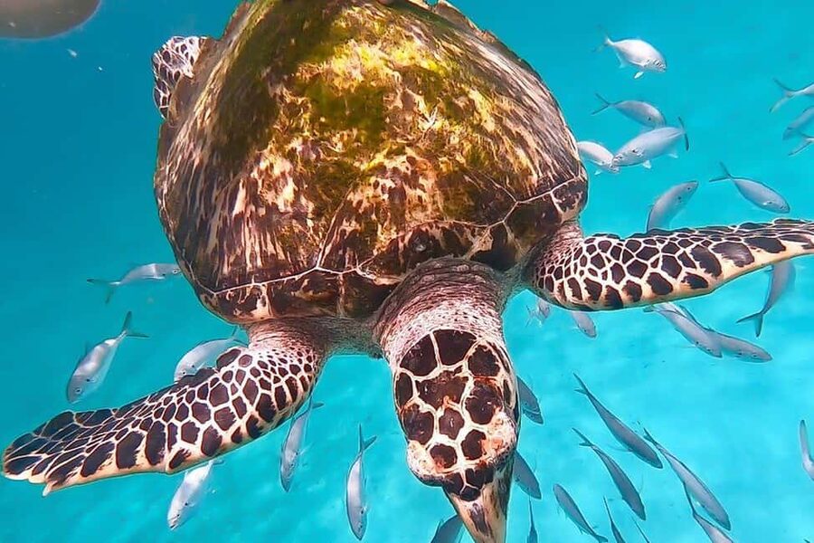 Bridgetown: Carlisle Bay Turtle and Shipwreck Boat Cruise - Key points at a glance