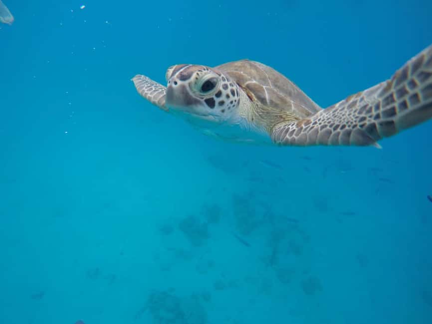 Bridgetown: Wildlife Reserve & Carlisle Bay Tour with Cruise - One Barbados day, three very different settings