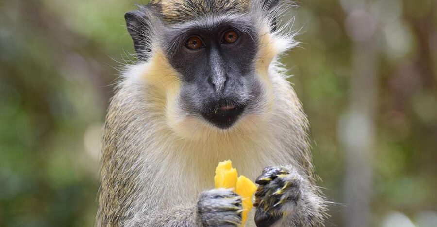 Bridgetown: Wildlife Reserve & Carlisle Bay Tour with Cruise - Guides and the feel of the day