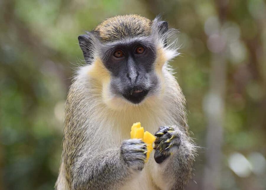 Bridgetown: Wildlife Reserve & Carlisle Bay Tour with Cruise - Watching the monkeys at Barbados Wildlife Reserve