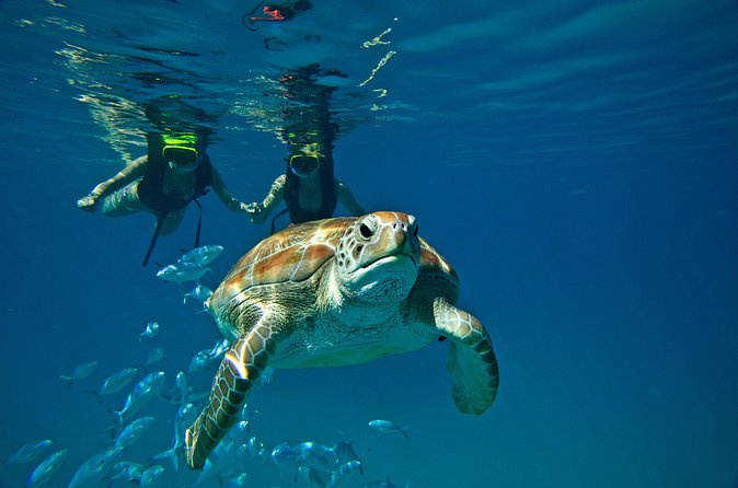 Catamaran and Snorkeling Cruise At Carlisle Bay - Is $145.95 a fair price?