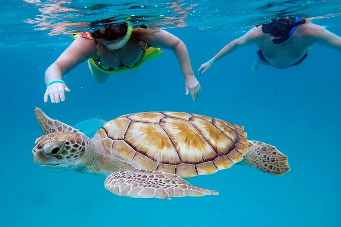 Che’s snorkel cruise! turtles & shipwrecks (semi private) - Why the early Barbados start matters