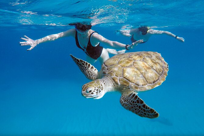 Che’s snorkel cruise! turtles & shipwrecks (semi private) - The turtle stop comes first