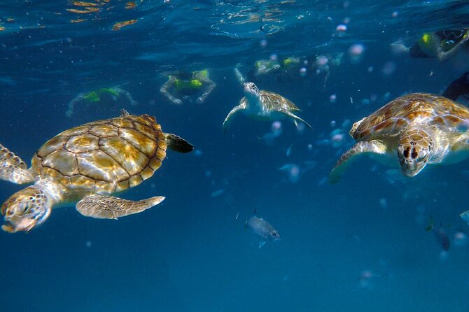 Che’s snorkel cruise! turtles & shipwrecks (semi private) - Che, Carlton, Kamal, and the small-boat feel