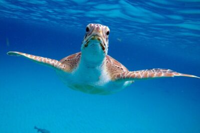Turtles, twenty minutes offshore