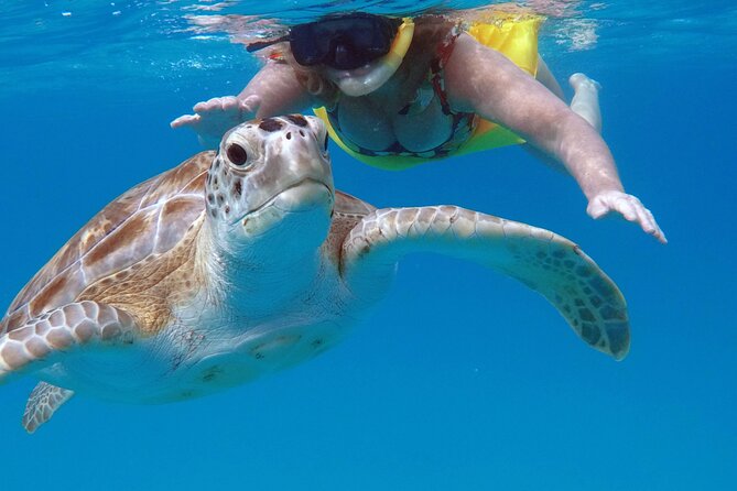 Che’s snorkel cruise! turtles & shipwrecks (semi private) - Who will enjoy this cruise most