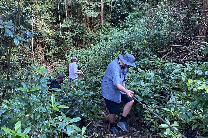 Cole's Cave Spelunking Adventure - Returning through the jungle cave