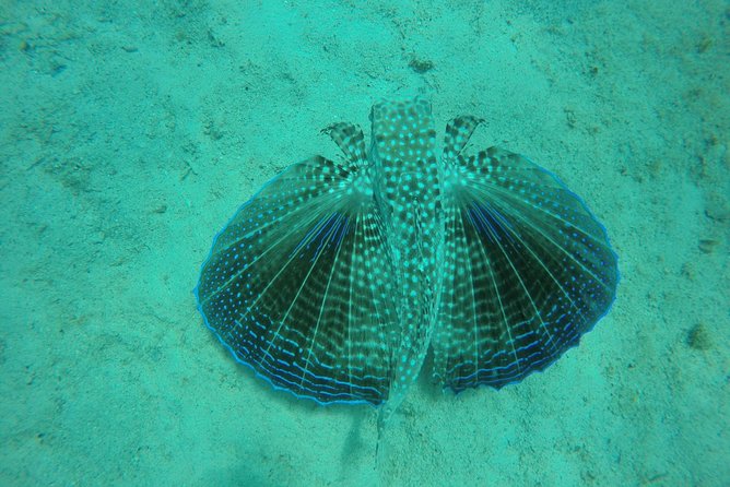 Elegance Catamaran turtles swim and lunch cruise - Why the 12-person limit matters