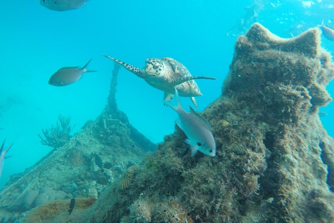 Elegance Catamaran turtles swim and lunch cruise - Stop one: 45 minutes with Barbados’ sea turtles