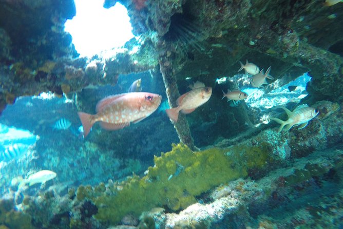 Elegance Catamaran turtles swim and lunch cruise - Stop two: shipwrecks, fish, and a 45-minute snorkel
