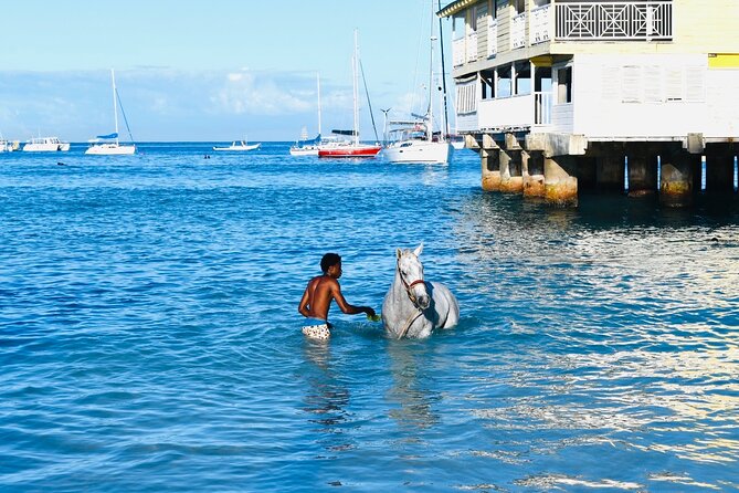 Experience the Swimming Horses at Carlisle Bay & the Garrison - Why the horses at Carlisle Bay are worth the early start