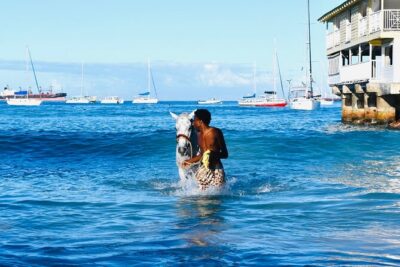 Experience the Swimming Horses at Carlisle Bay & the Garrison